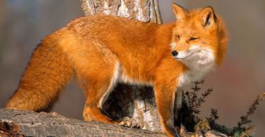 Zakaj sanjate o lisici po sanjski knjigi?