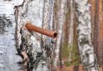 Getah birch: manfaat dan bahaya