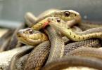 Човек-змия: характеристики на годината на раждане