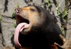 Biruang - sončni medved Malajski medved živi več let